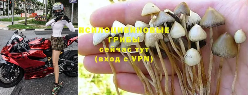 продажа наркотиков  Аркадак  Галлюциногенные грибы Magic Shrooms 